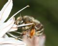 Anthophora dispar